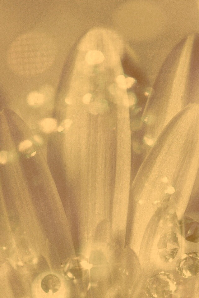 Белые лепестки обои