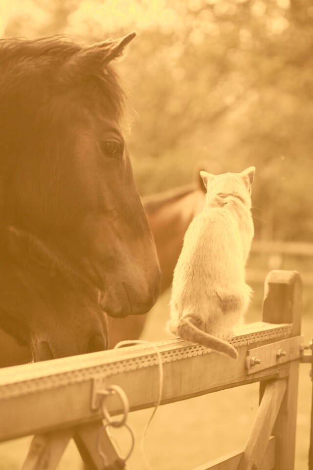 Друзья обои