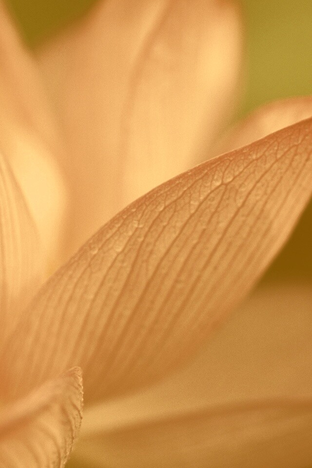 Лепестки цветов обои