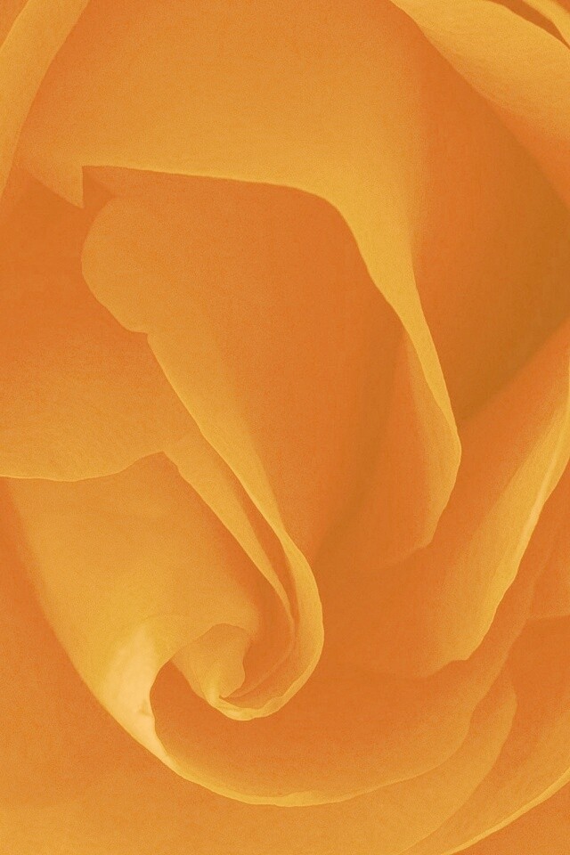 Макро фотка бутона обои