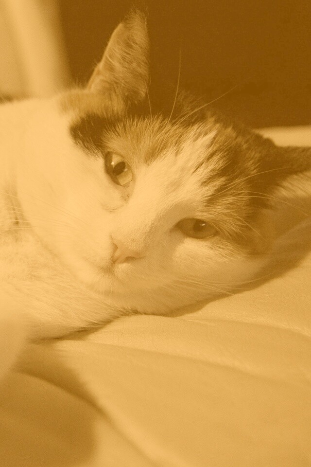 Котэ отдыхает обои