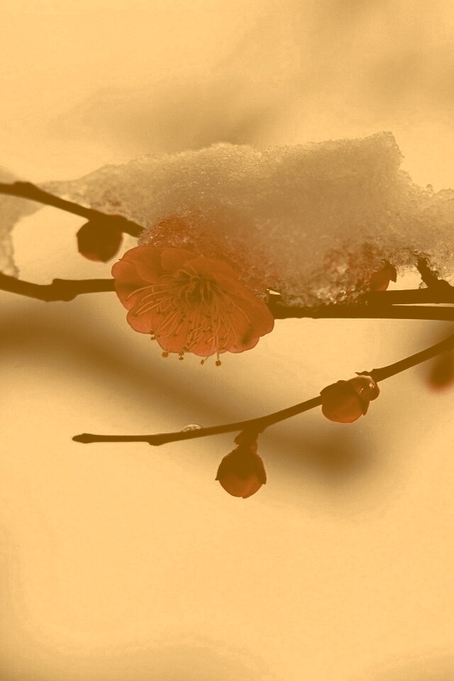 Цветы под снегом обои