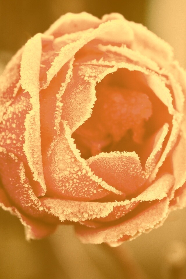 Роза в иние обои