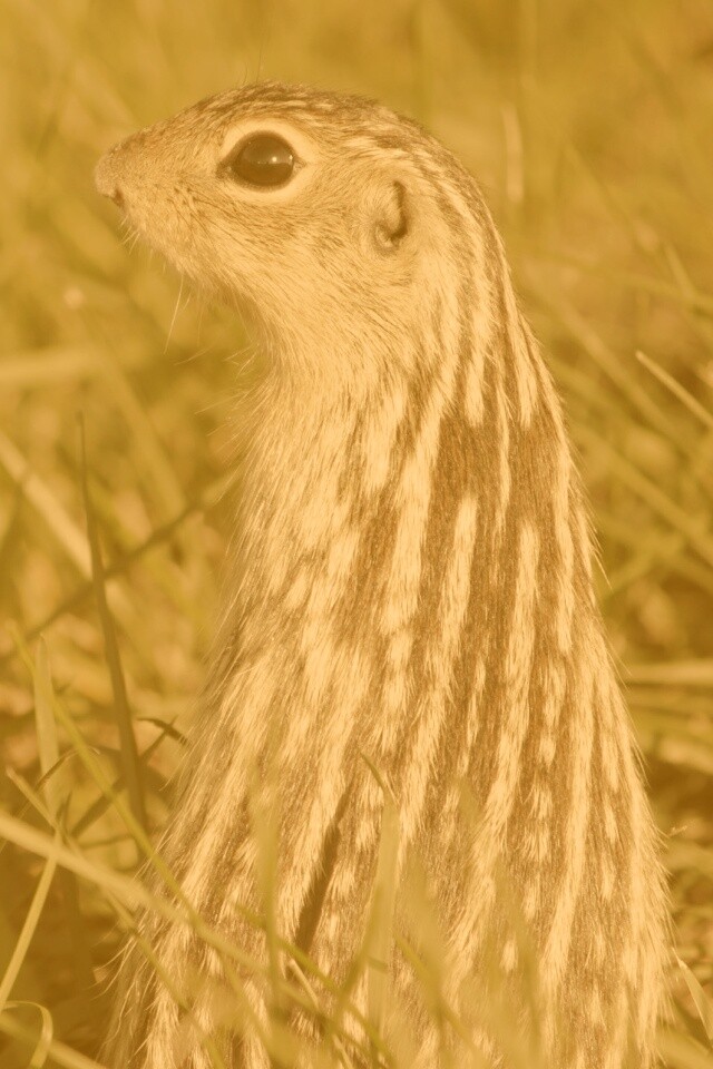 Сурок в стойке обои