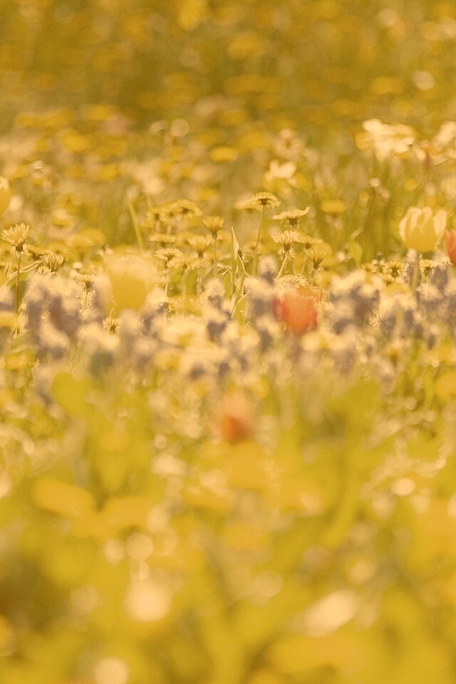 Все краски весны обои