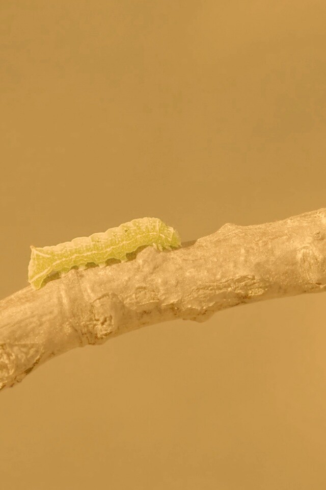 Гусеница на ветке обои