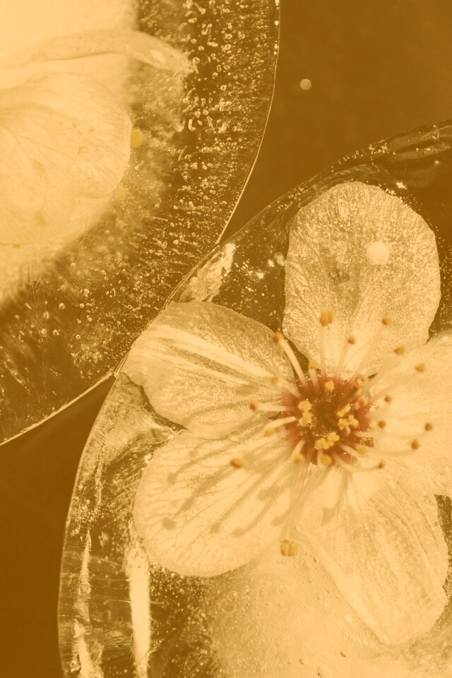 Цветы вишни во льду обои