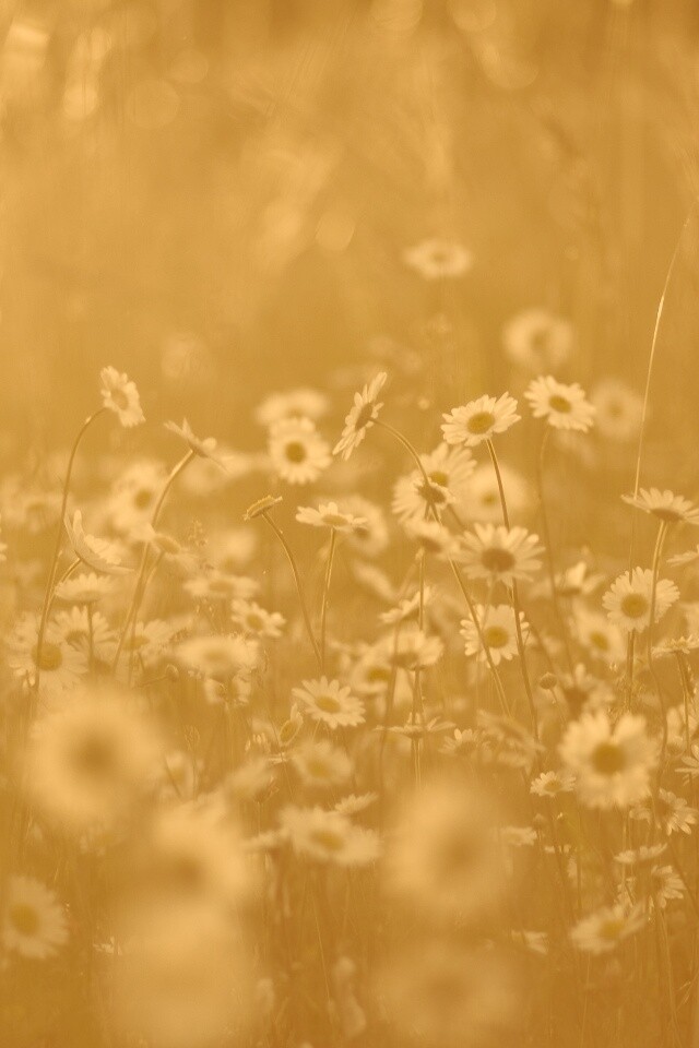Поле ромашек обои