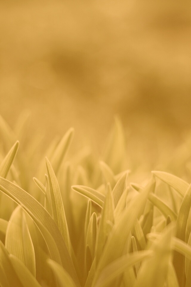 Сочная нежная трава обои