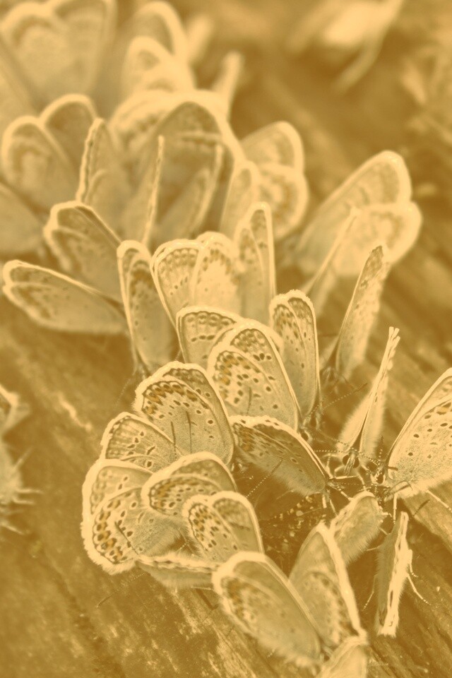 Голубые бабочки обои