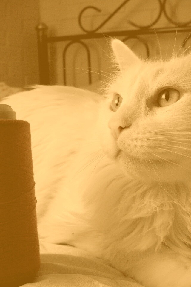 Белый кот с катушкой ниток обои