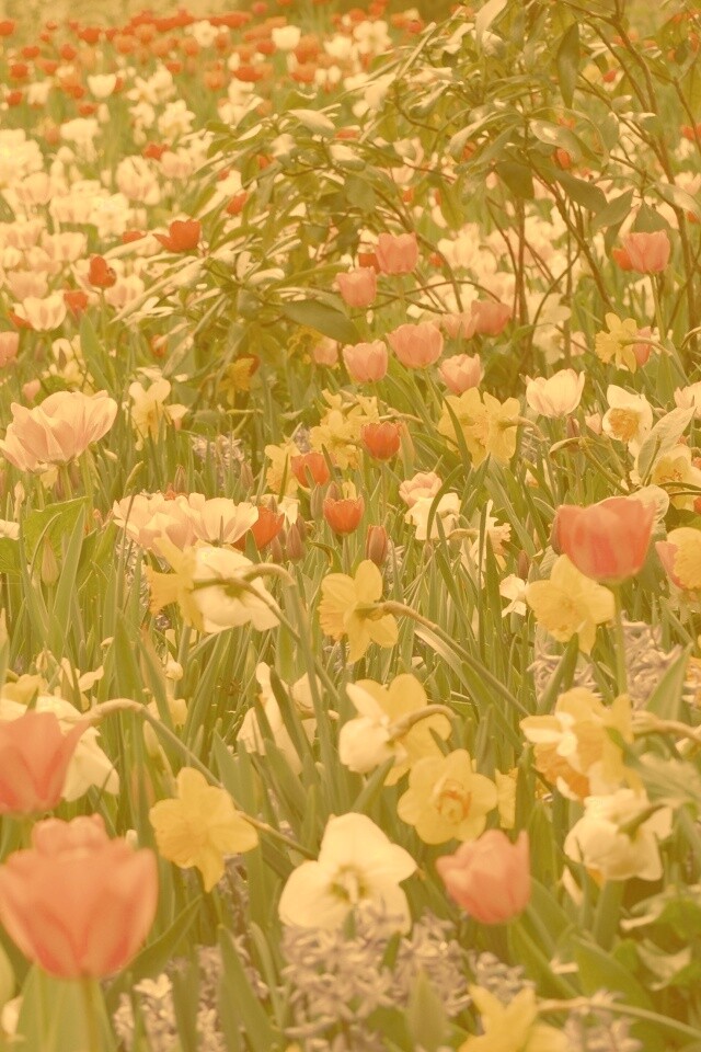 Поляна со множеством цветов обои