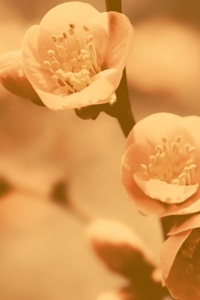 Великолепный цветок обои