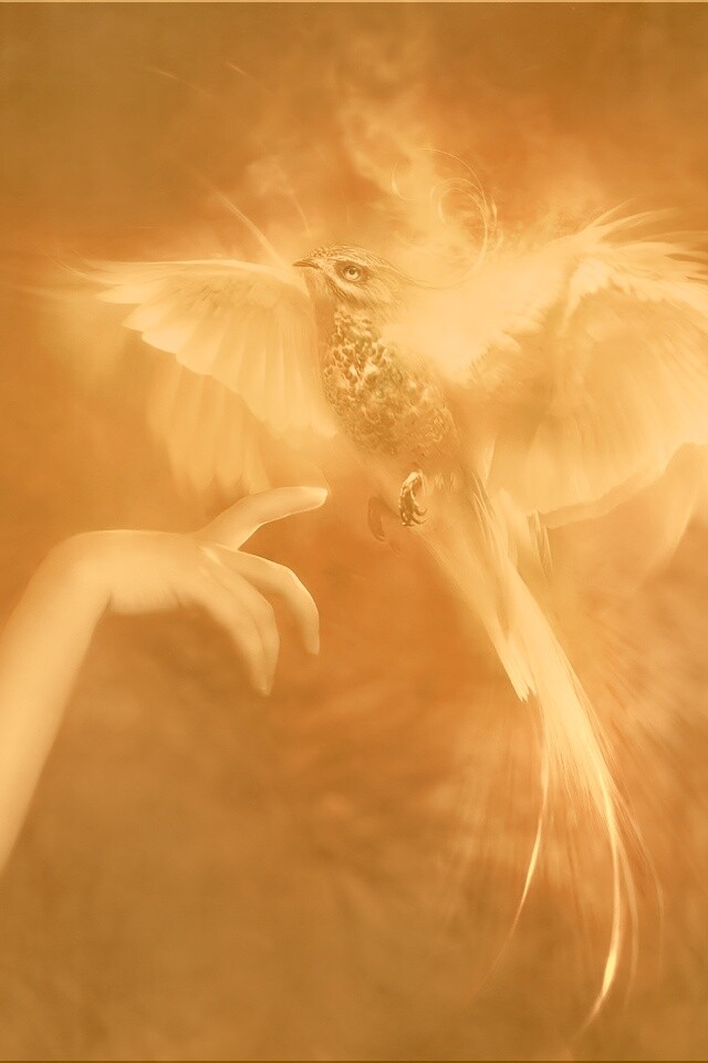 Феникс обои