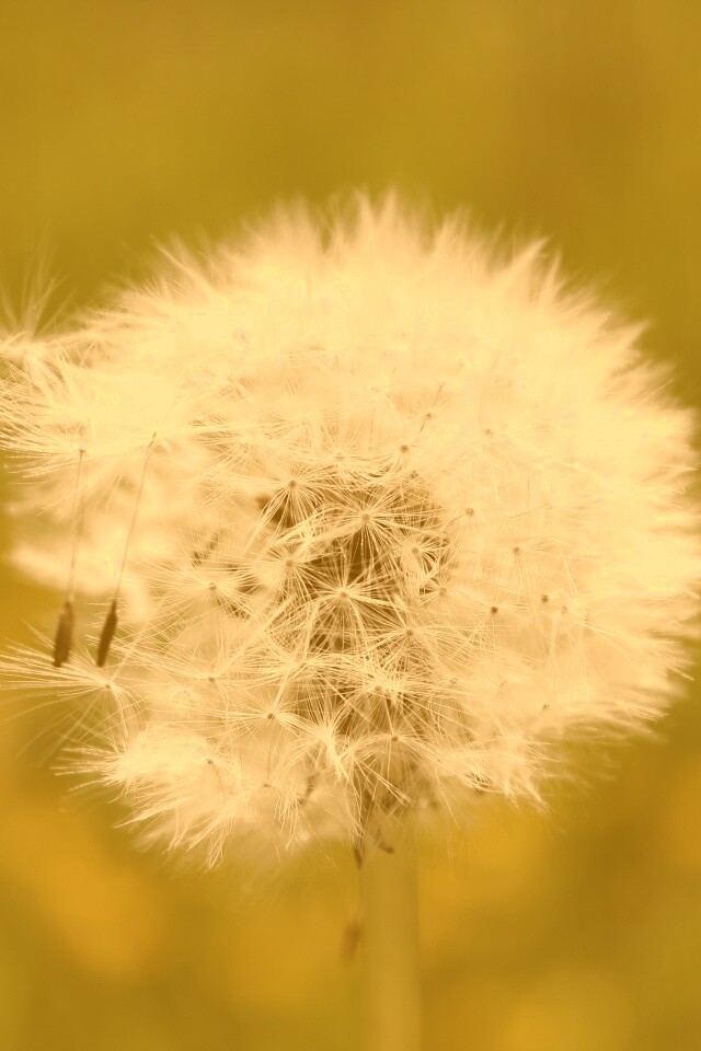 Одуванчик обои