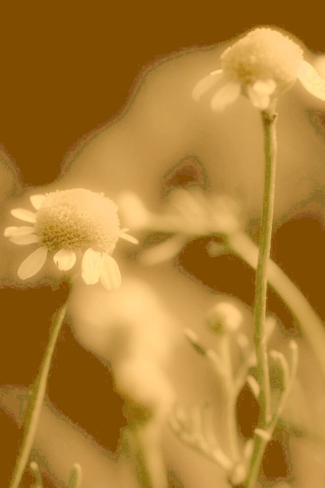 Стремный лепестун обои