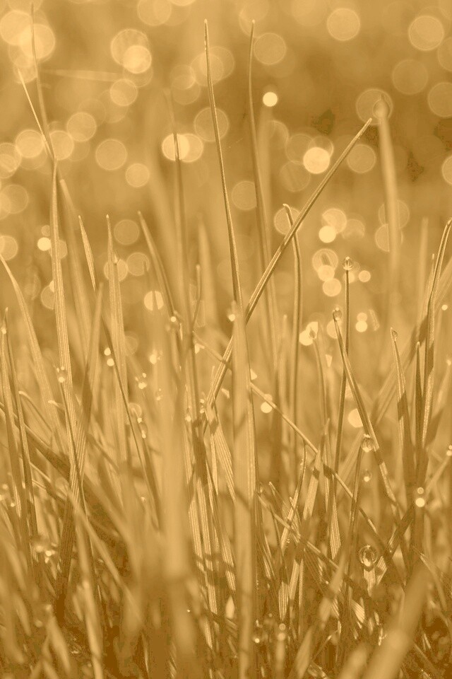 Трава ночью обои