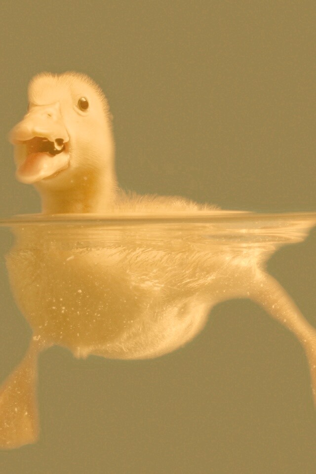 Утёнок в воде обои