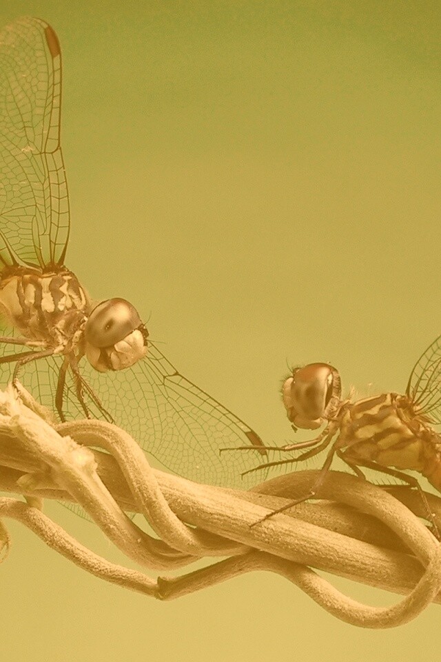 Две стрекозы обои