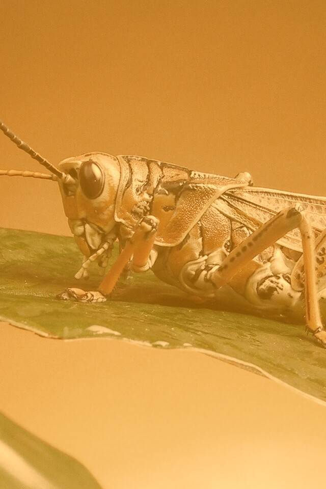 Сверчек на листе обои