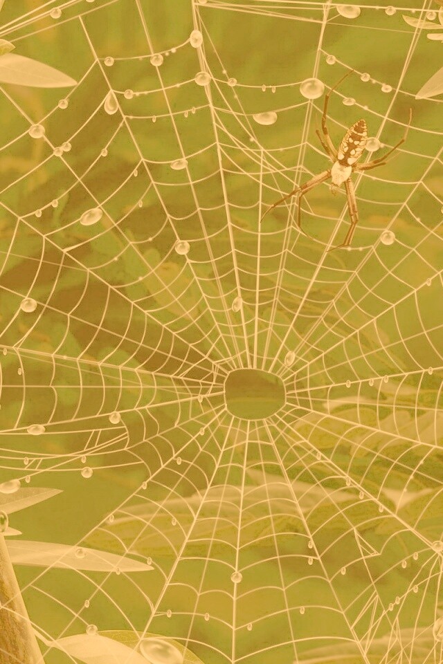 Паутина и паук обои
