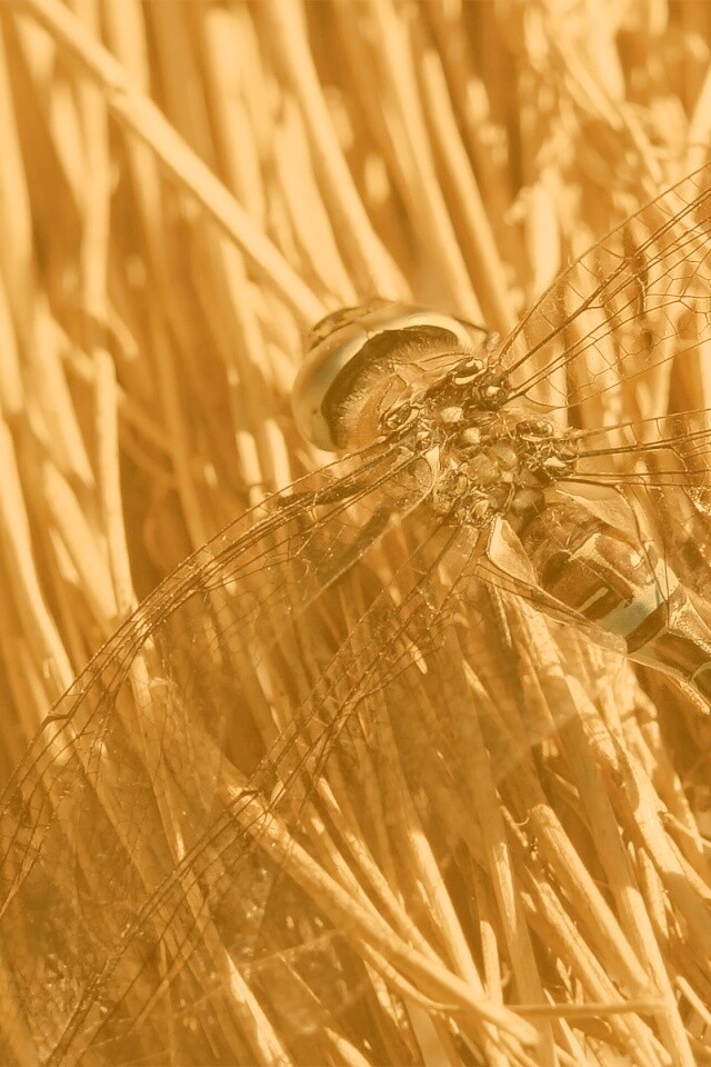 Стрекоза на сене обои