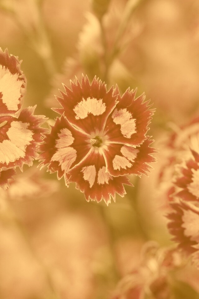 Неизвестные науке цветы обои