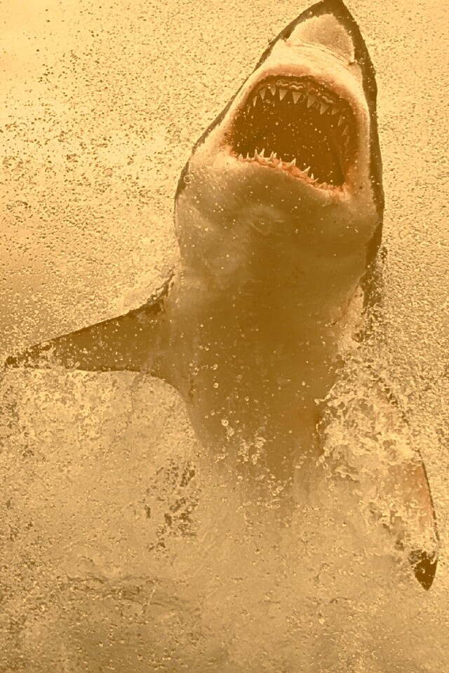 Зубастая акула обои