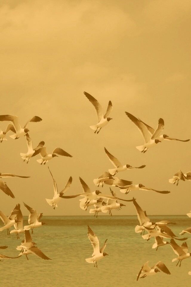 Стая взлетающих чаек обои