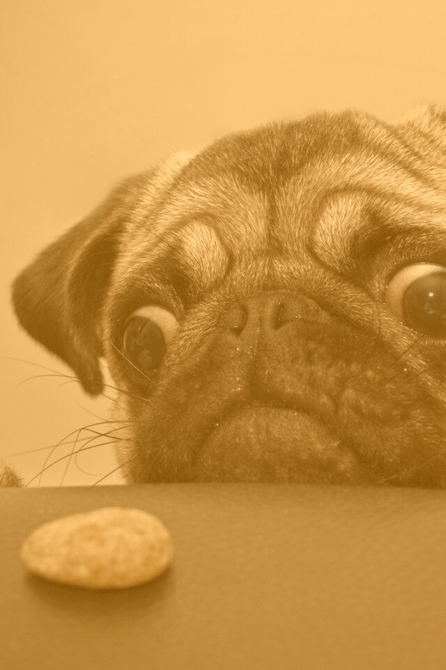 Собака нашла печеньку обои