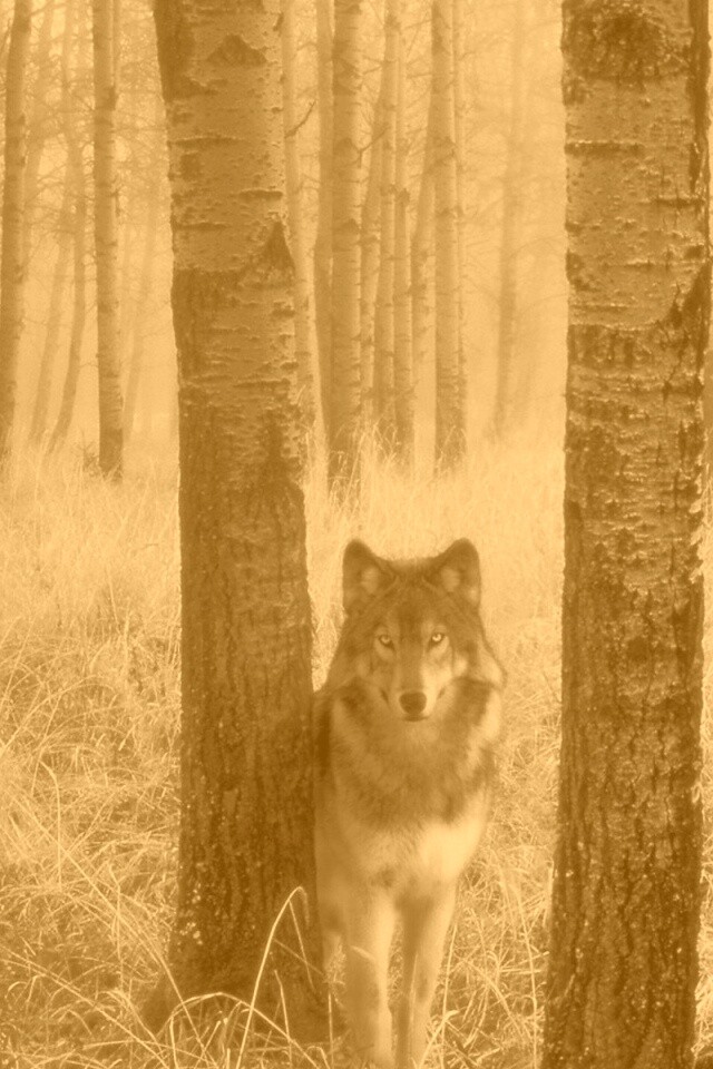 Волк в лесу обои
