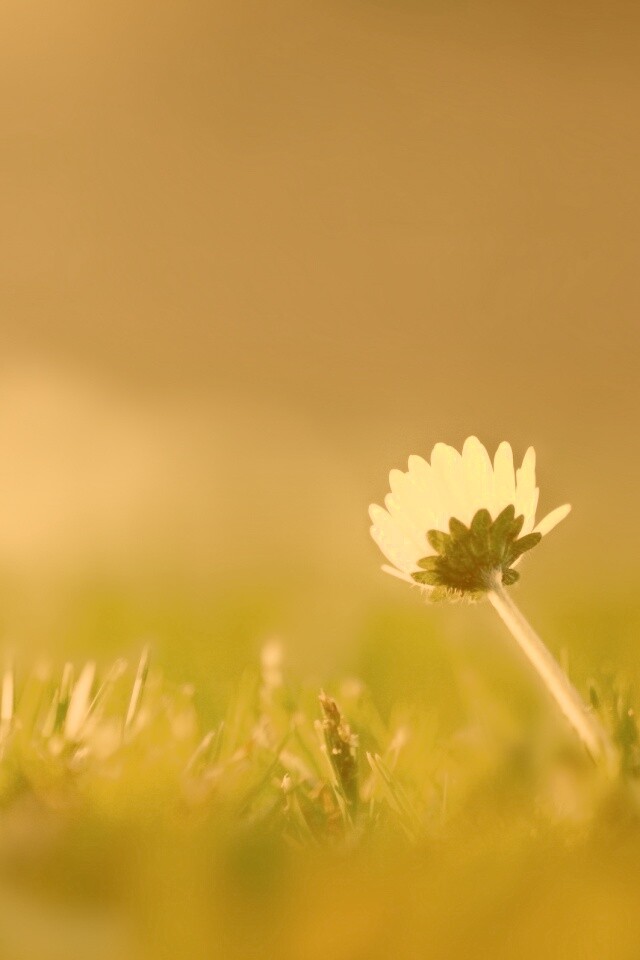 Цветок на траве обои