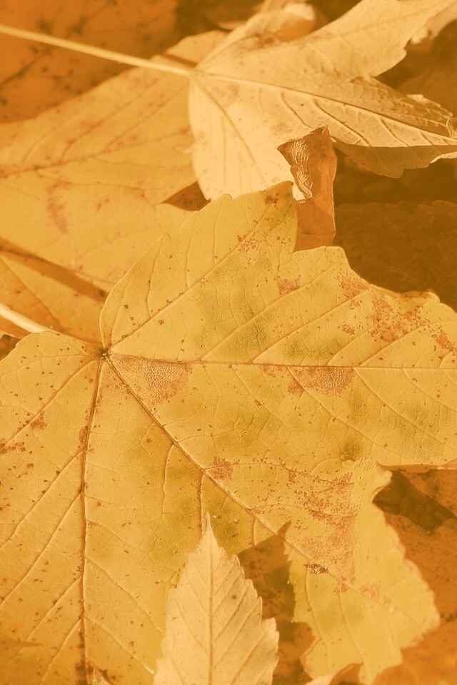 Осенние листья обои