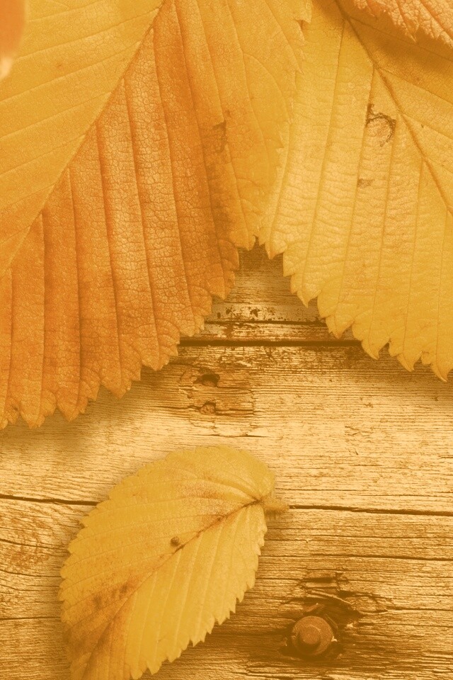 Красиво разложенные листья обои