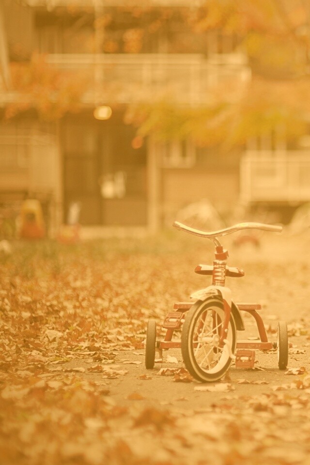 Трёхколёсный друг на осенней дорожке обои