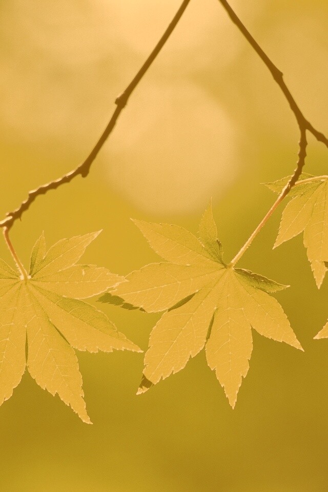 Зелёные листья обои