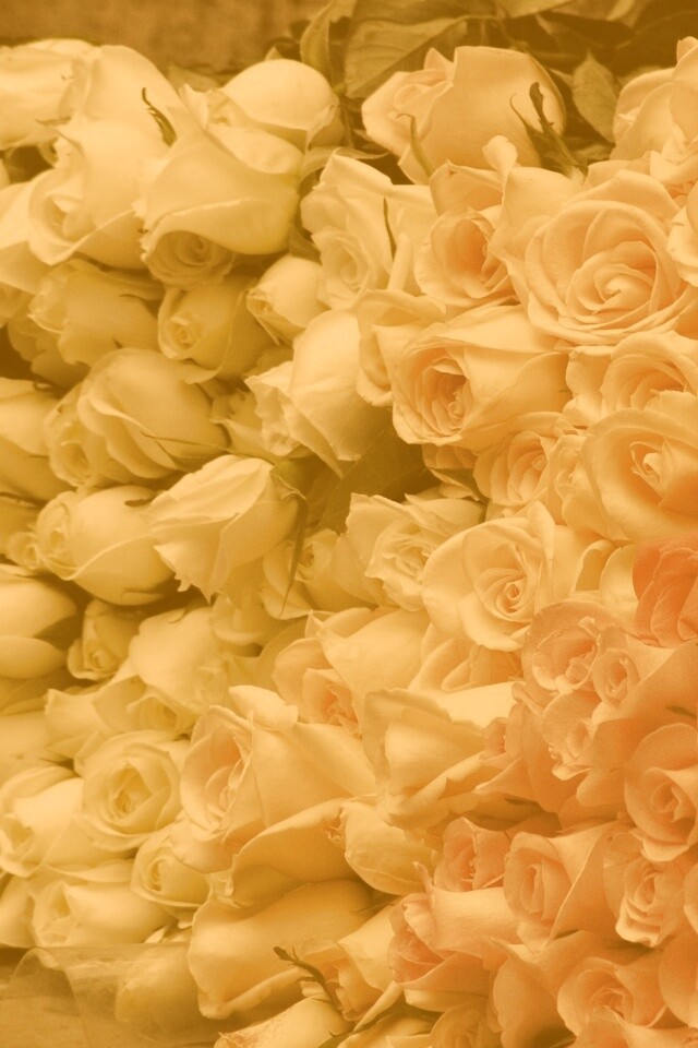 Букеты светлых роз обои