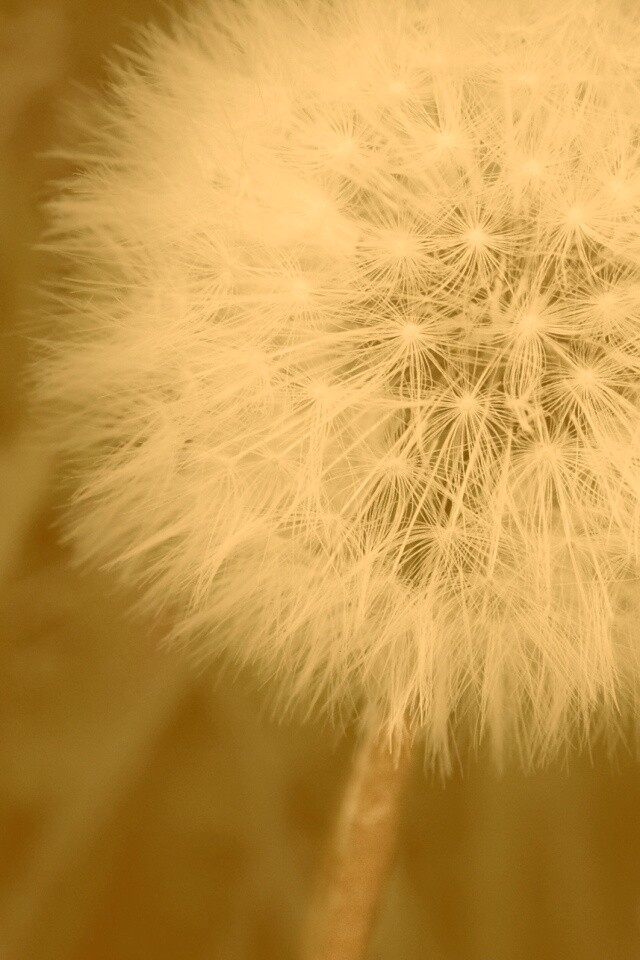 Одуванчик обои