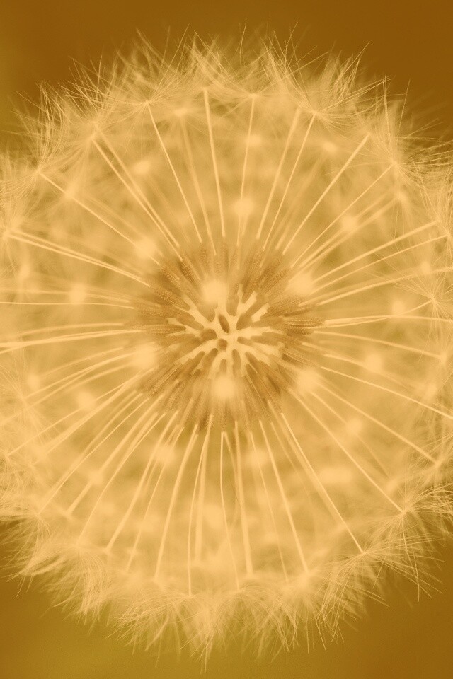 Макро фотография одуванчика обои