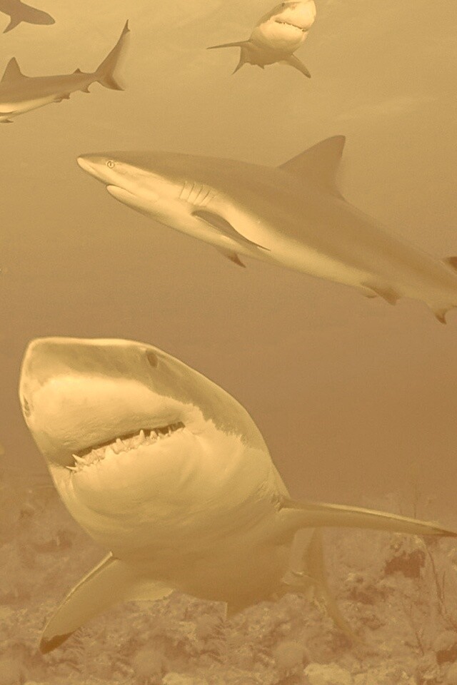 Стая акул обои
