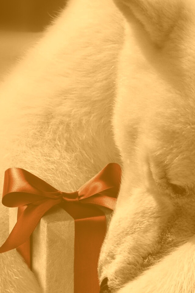 Белый мишка с подарком обои