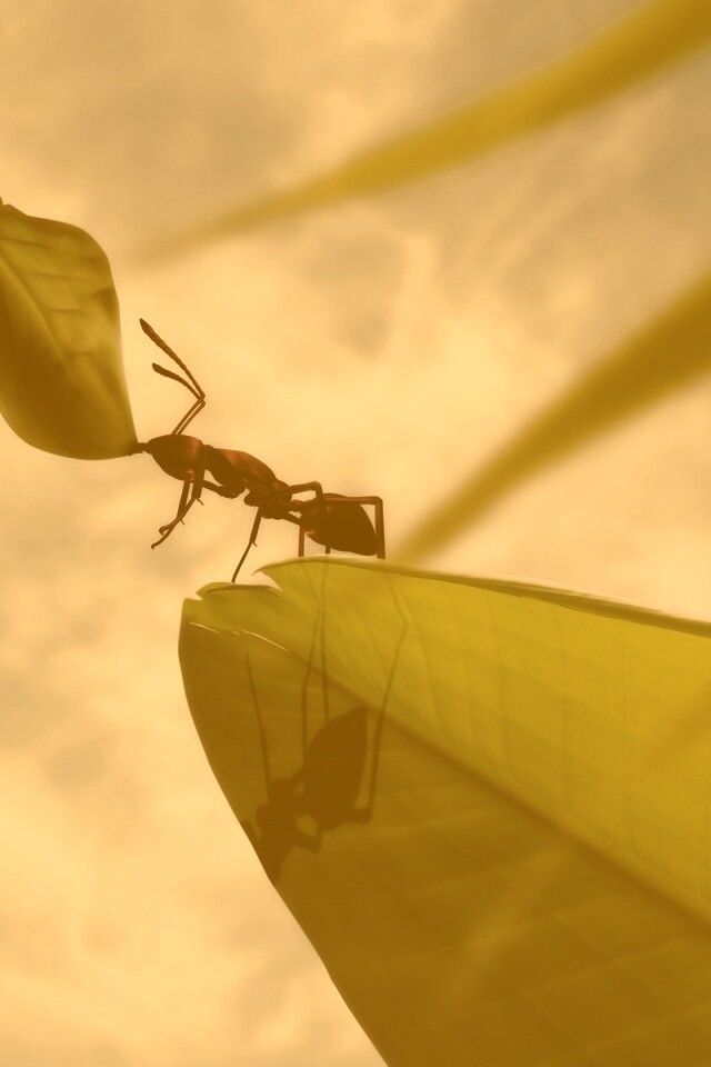 Муравей тащит лист обои