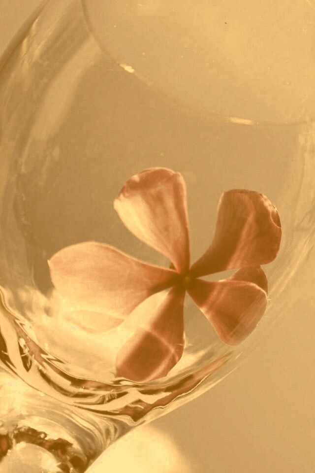 Нежный цветок в бокале на фоне голубого неба обои