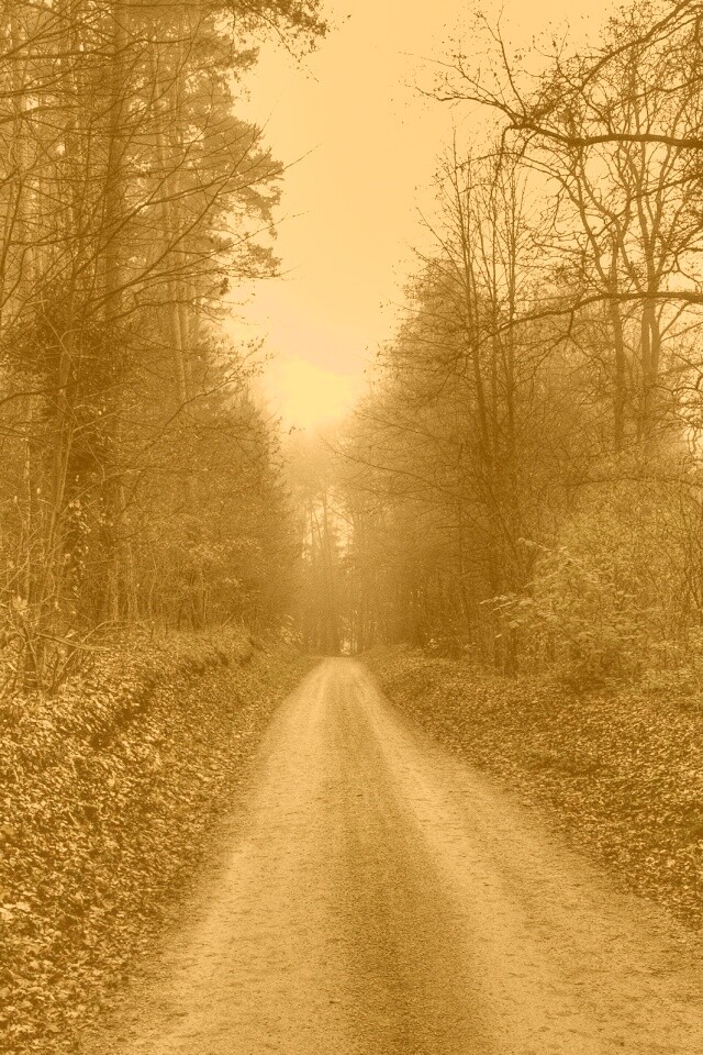 Дорога через лес обои