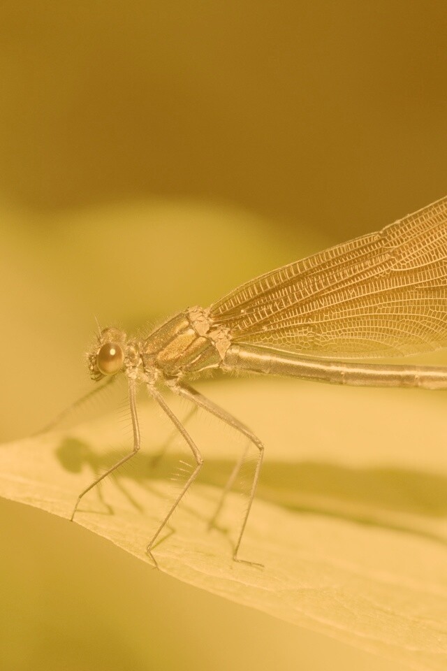 Стрекоза на листе обои