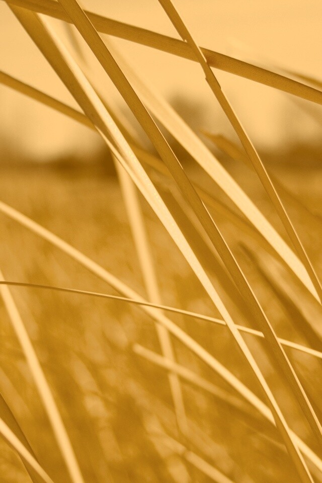 Желтая трава обои