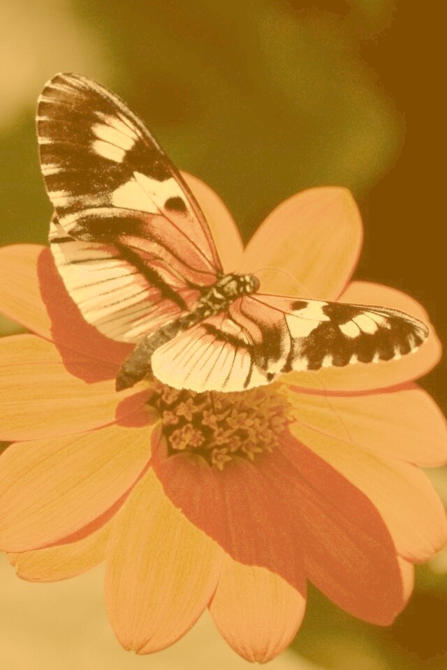 Бабочка на цветке обои