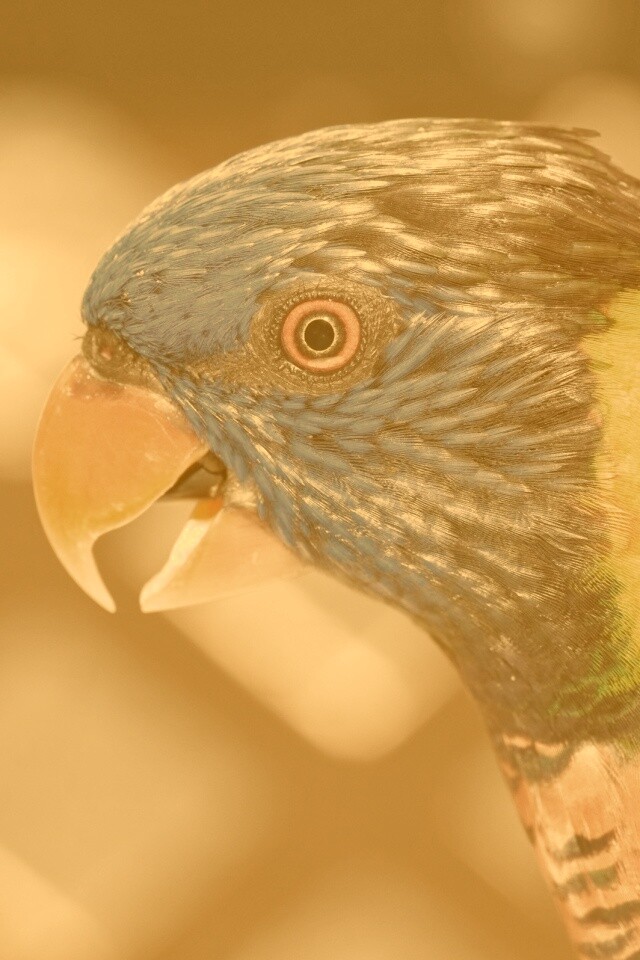 Красноглазйы попугай обои