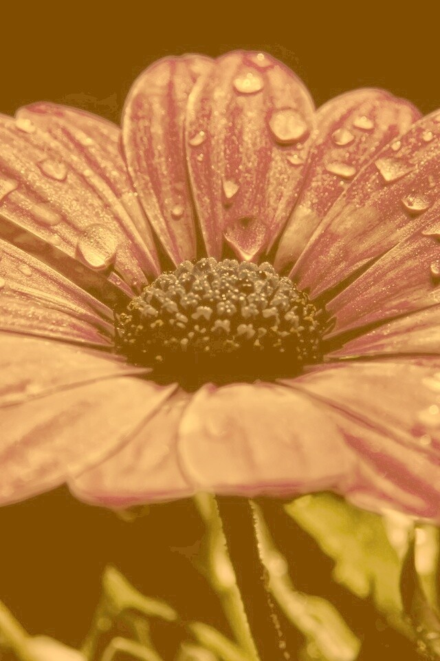 Мокрый от росы фиолетовый цветок обои