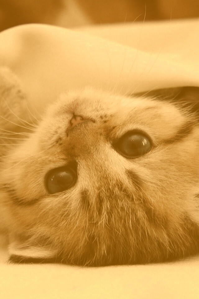 Котёнок вверх ногами обои
